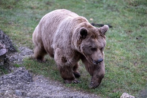 Syrian brown bear