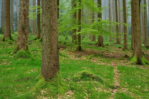 Foggy fir forest with moss-covered ground and natural light