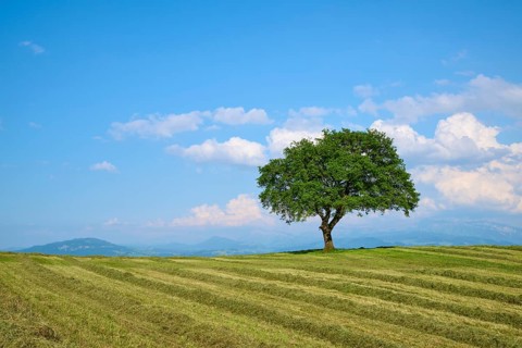 Single oak tree on a mown meadow under a blue sky with scattered clouds
