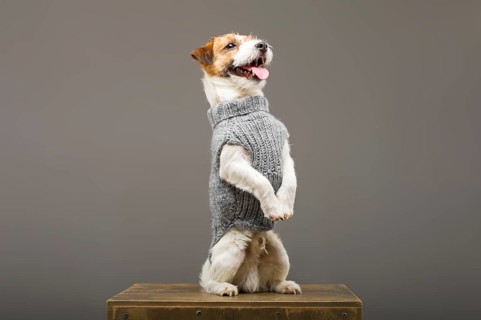 Charming Jack Russell posing in a studio in a warm gray sweater.