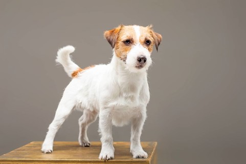 Purebred Jack Russell is standing on the pedestal and looking at the camera.