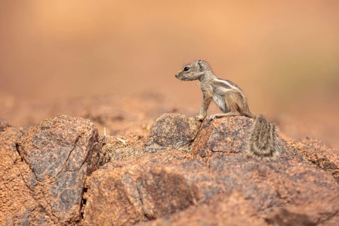 Barbary ground squirrel