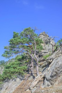 Pines and rock formations on the Vogelbergsteig