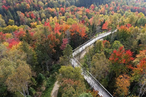 Tree top walkway in autumn