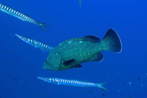 Dusky grouper