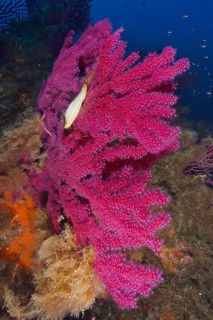 Egg capsule of nursehound