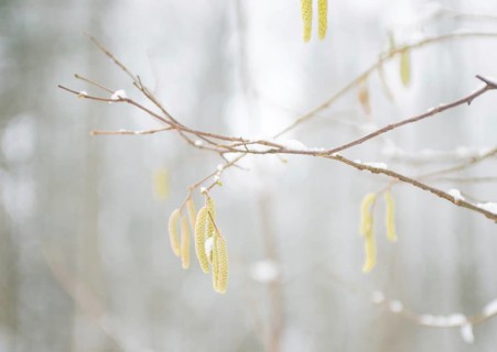 Delicate hazel twigs with blossoms
