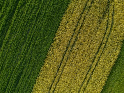 Drone image of rape field