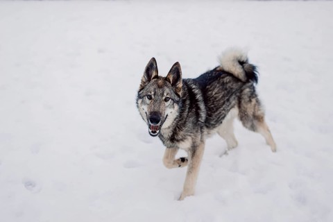 Siberian husky on a walk on a winter day at an animal shelter