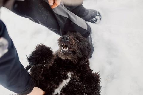 Bouvier de Flandres Shepherd plays and has fun in the snow with a man in a shelter for stray dogs