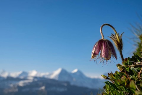 Alpine pasqueflower