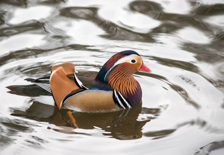 Colourful feathered Mandarin Duck