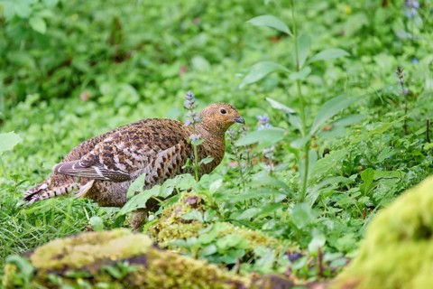 Black grouse