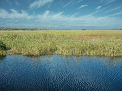 Reeds in a lagoon