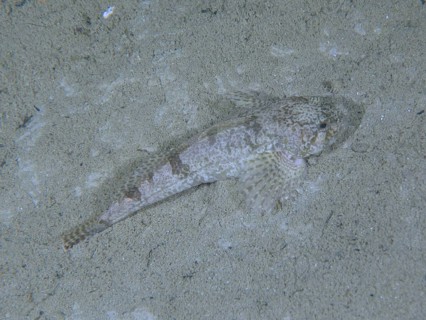 bullhead