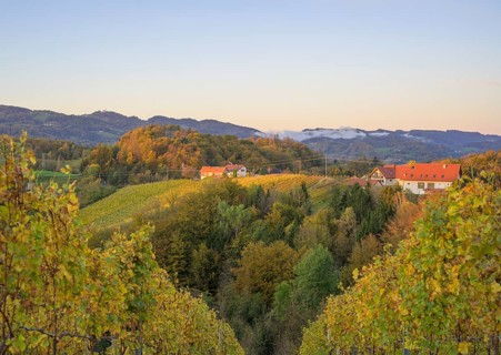 Vineyards in the morning light