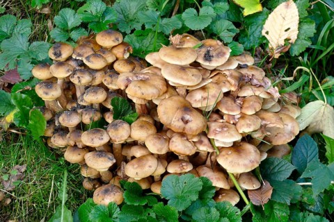 Hallimasch mushrooms in the forest