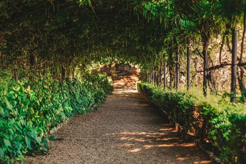 Alley surrounded by bushes and exotic plants. Travel and vacation concept.