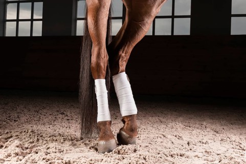Image of the bandaged hooves of a thoroughbred horse. Competition preparation concept.