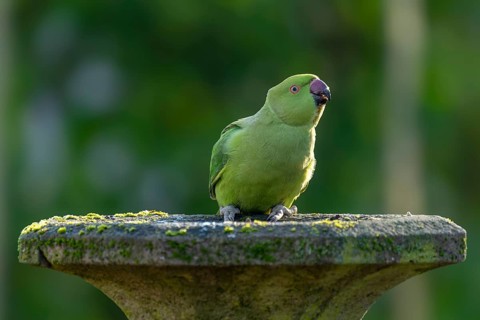 Rose-ringed parakeet