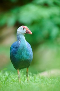 Western swamphen