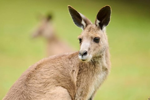 Western grey kangaroo