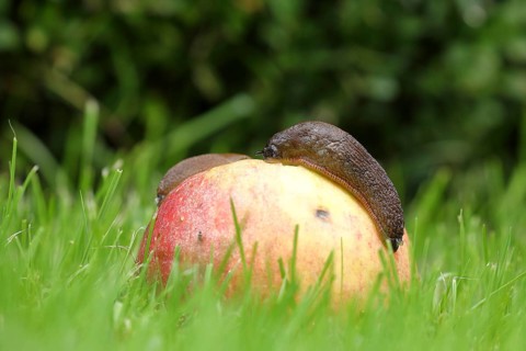 Black slug