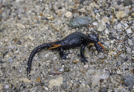 Alpine salamander