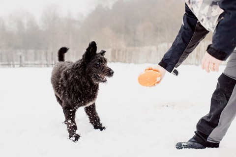 Bouvier des Flandres shepherd dog runs in the snow in winter