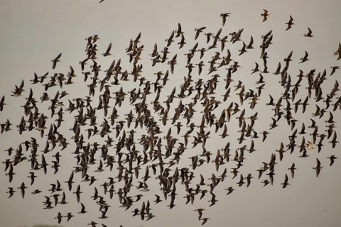 Large flock of Wilson's waterbirds