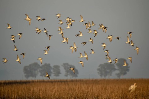 Flock of Wilson's waterbirds