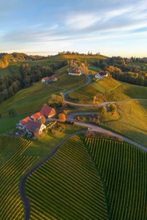 Aerial view of vineyards in the morning light