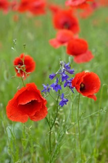 Poppy flowers