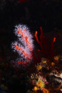 Red coral
