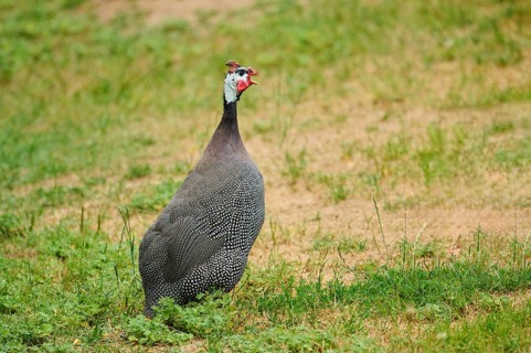 Helmeted guineafowl