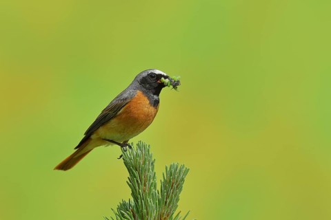 Common redstart