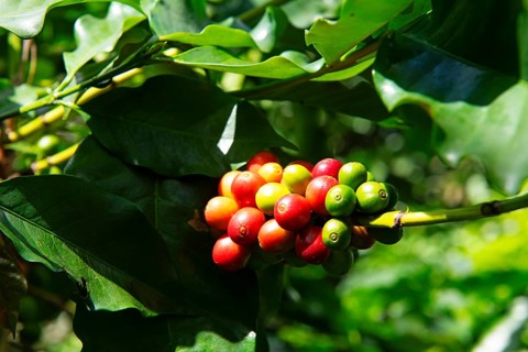 Coffee bushes in the Blue Mountains