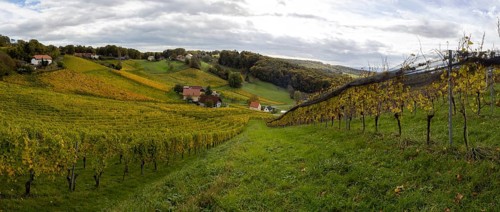 Vineyards in autumn