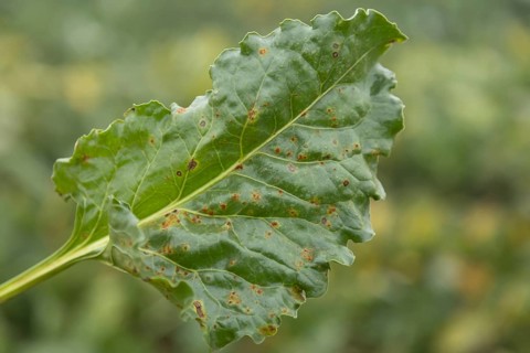 Sugar beet
