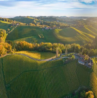 Aerial view of vineyards in the morning light
