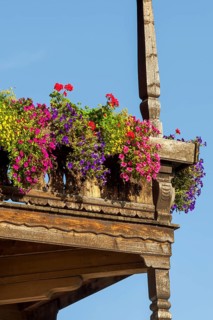 Summer flowers