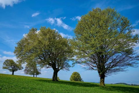 Wind beeches in spring