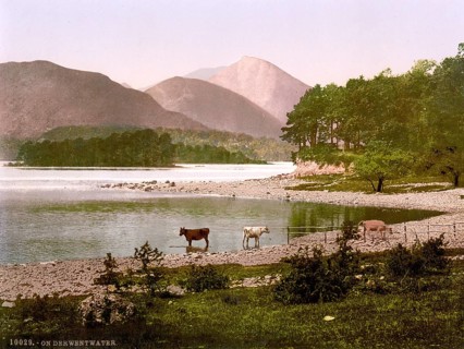 Cows at Derwentwater