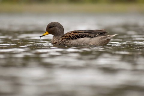 Brown-headed duck