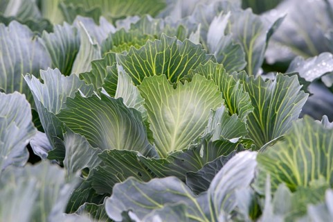 White cabbage