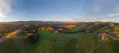 Aerial view of vineyards in the morning light
