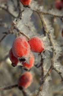 Rosehip fruit of the dog rose