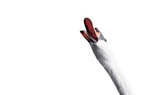 Portrait of a swan who screams on a white background. Hot News Concept.