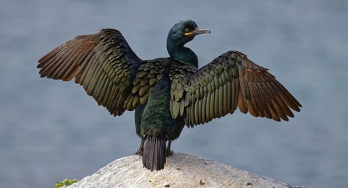 Common shag