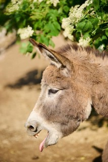 Donkey